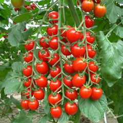 Tomato - Cherry Sweet Million