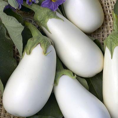 Eggplant - White