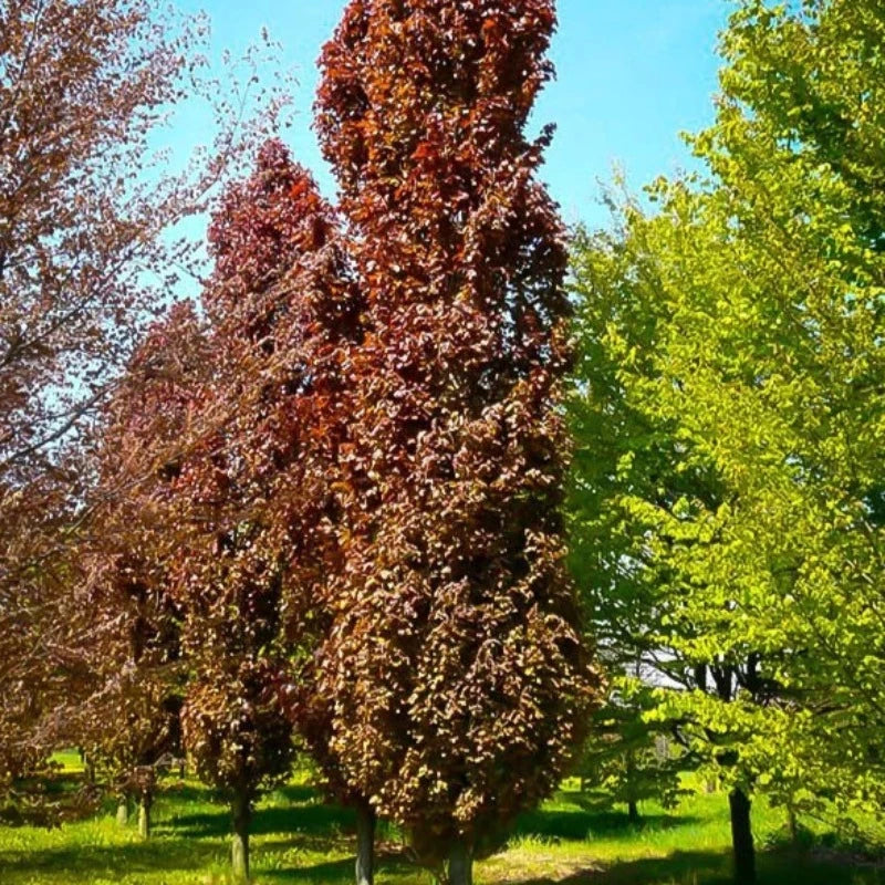 BEECH RED OBELISK