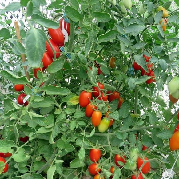 Tomato Juliet Knippel Garden Centre