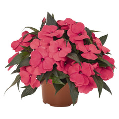 New Guinea Impatiens - Hot Pink