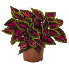 Coleus - Main Street Ruby Road