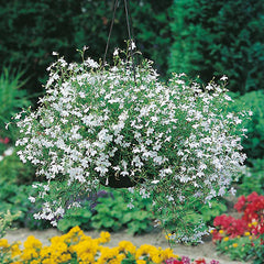 Lobelia - White Trailing