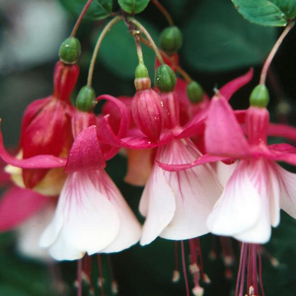 Fuchsia - White and Pink