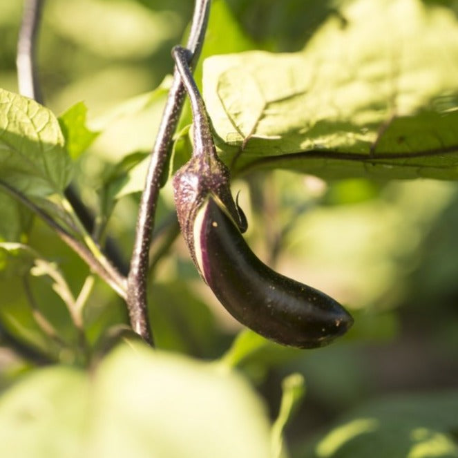 Eggplant Shikou Knippel Garden Centre
