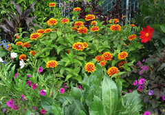 Zinnia - Zowie Yellow Flame