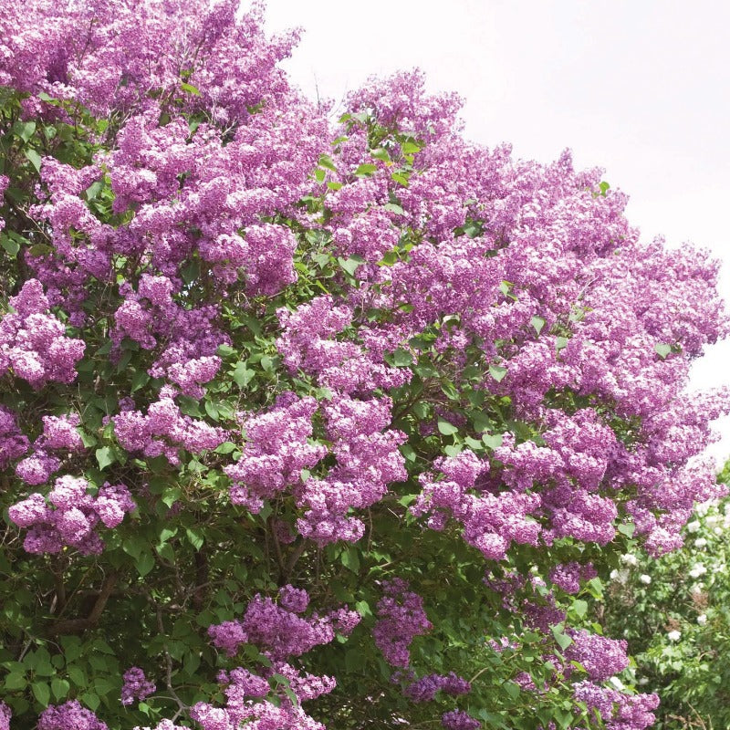 LILAC POCAHONTAS