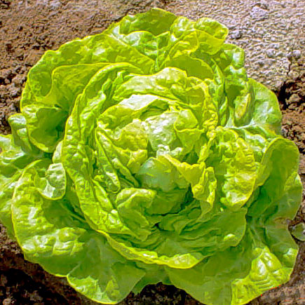 Lettuce - Boston Green