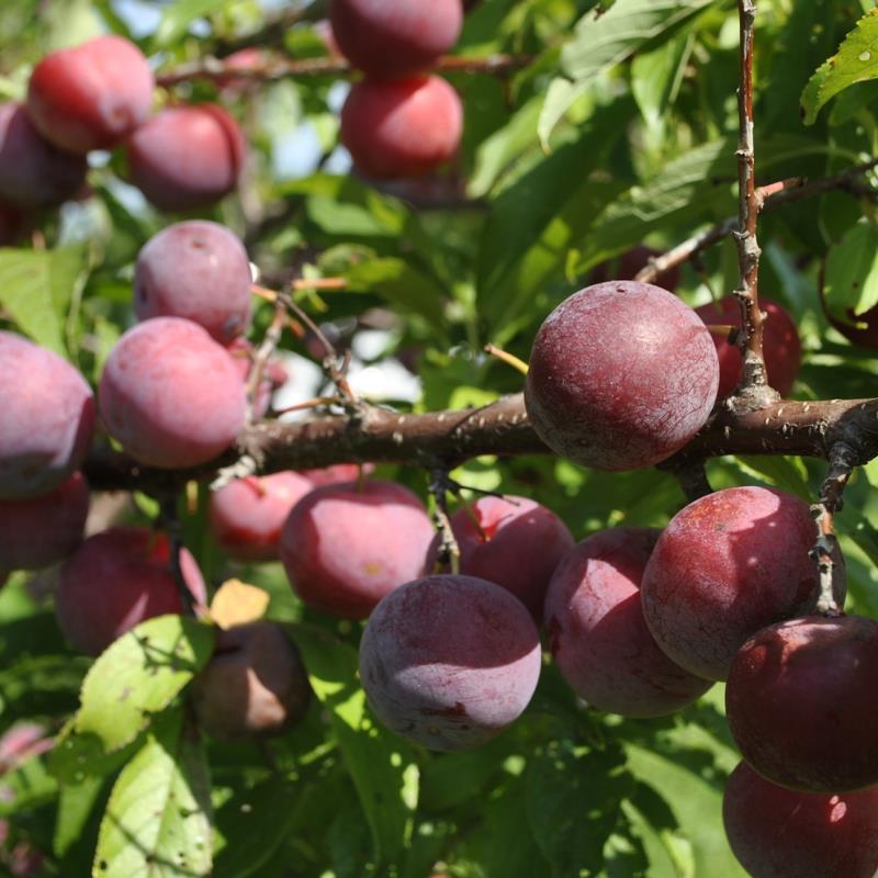 PLUM TOKA JAPANESE