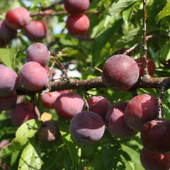 PLUM TOKA JAPANESE