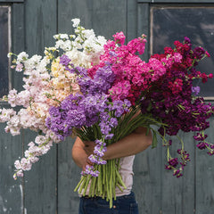 Night-Scented Stock - Mixed