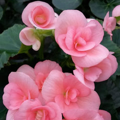 Begonia Reiger - Pink