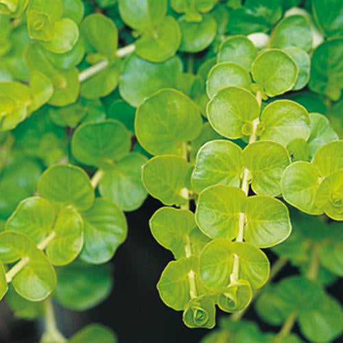 Lysimachia - Goldilocks