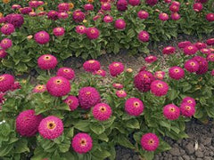 Zinnia - Uproar Rose