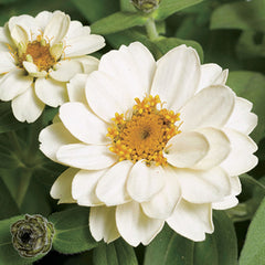 Zinnia - Profusion White