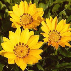 Gazania - Yellow