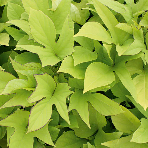 Ipomoea Sweet Caroline - Light Green Potato Vine