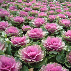 Cabbage Decorative - Pink