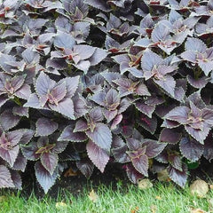 Coleus Main Street Abbey Road