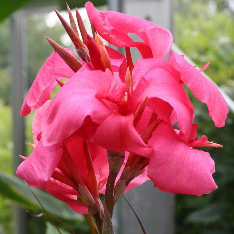 Canna - Pink with Green Leaf
