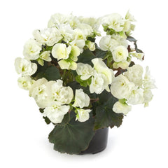 Begonia Reiger - White