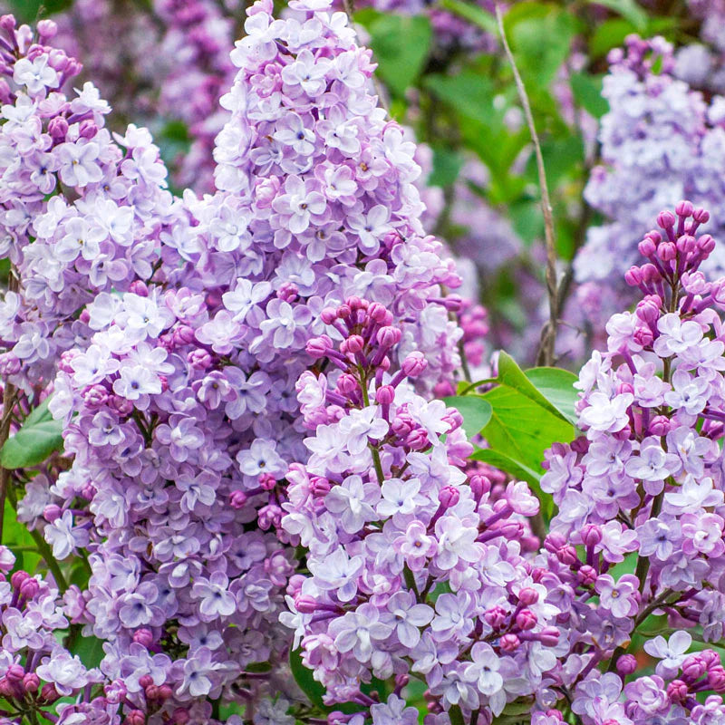 LILAC KATHERINE HAVEMEYER
