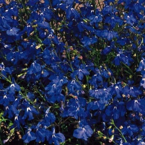 Lobelia - Marine Blue Mounded