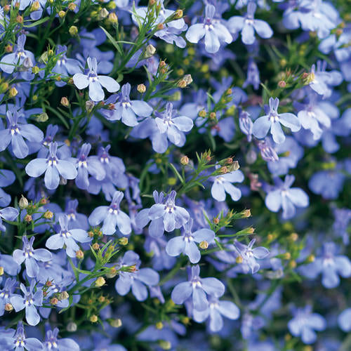 Lobelia - Laguna Sky Blue