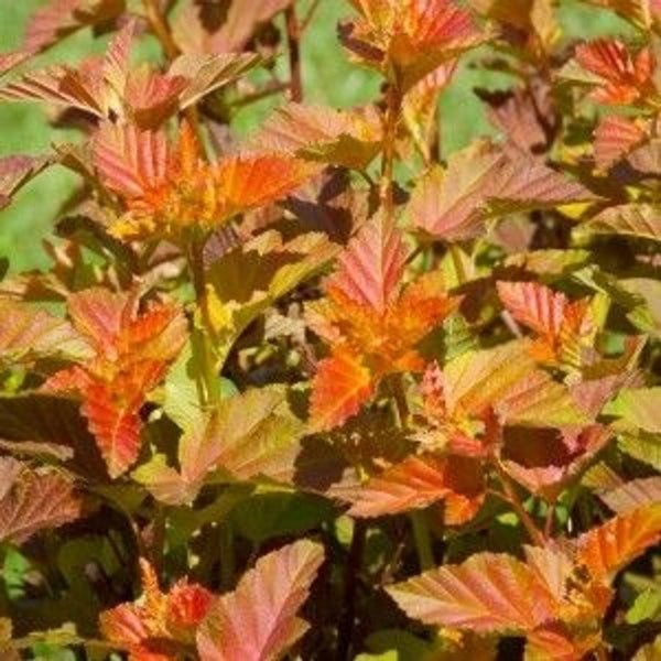 NINEBARK AMBER JUBILEE