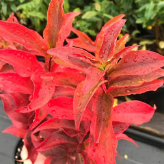 ABELIA MOSANENSIS - BORDERLINE