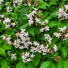 ABELIA MOSANENSIS - BORDERLINE