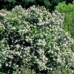 ABELIA SWEET EMOTION