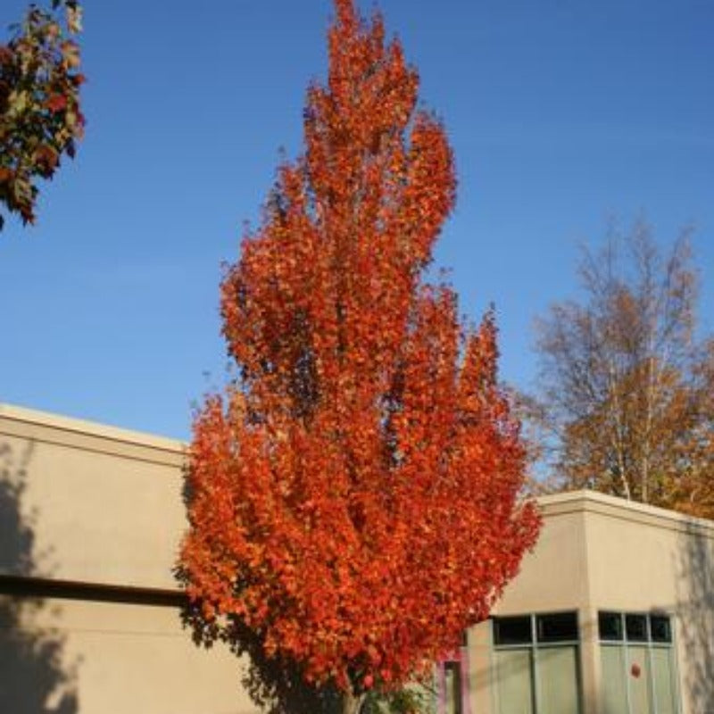 MAPLE RED ROCKET