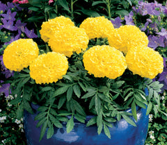 Marigold - Double Yellow