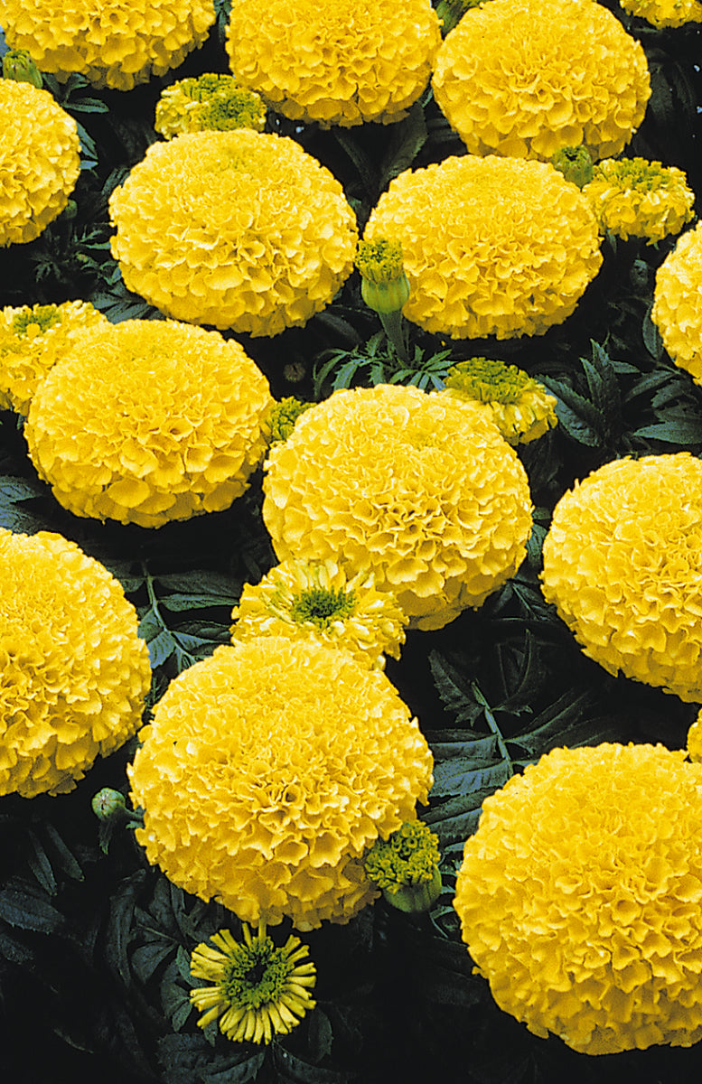 Marigold - Tagetes Yellow