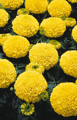 Marigold - Tagetes Yellow