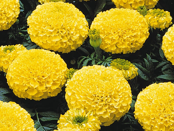Marigold - Yellow Jubilee Tall