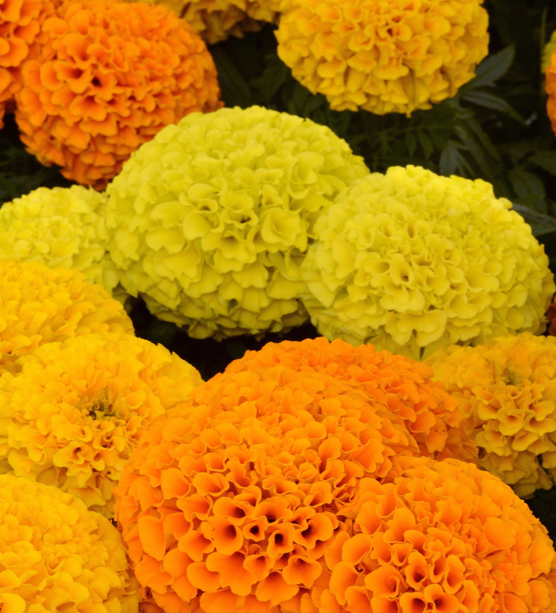 Marigold - Tagetes Mix