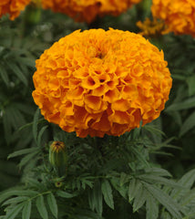 Marigold - Orange Jubilee Tall