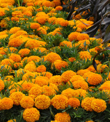 Marigold - Orange Jubilee Tall