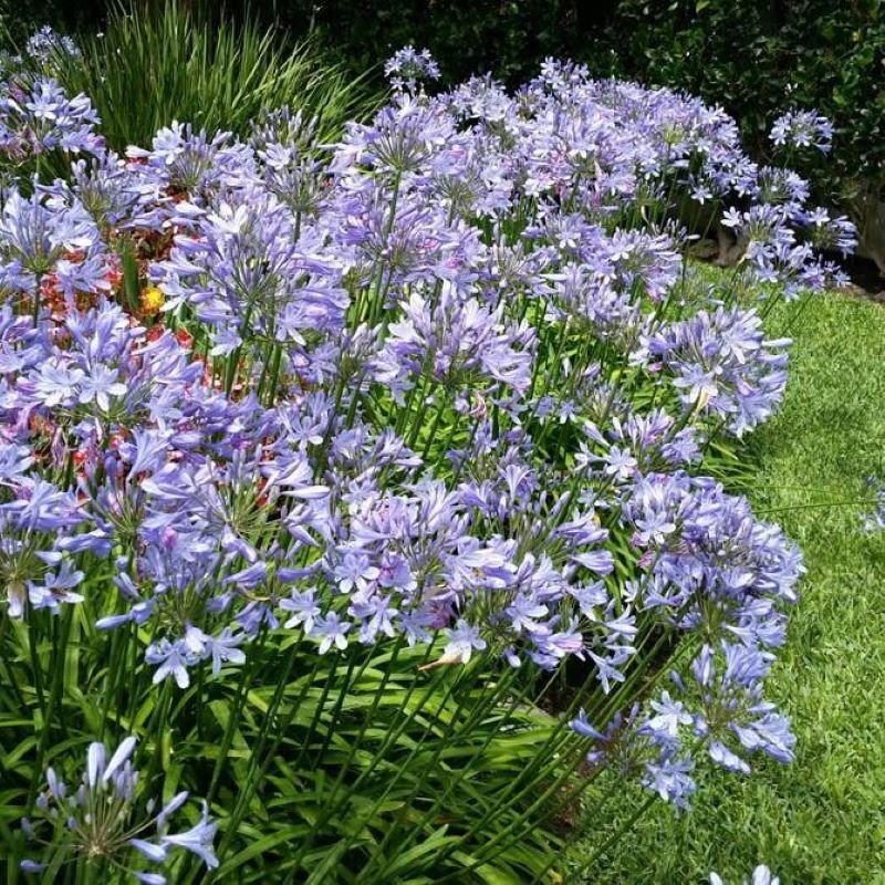 AGAPANTHUS PETER PAN