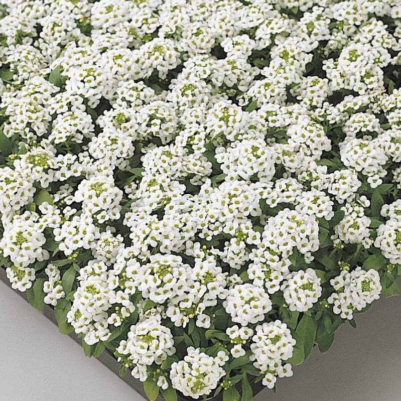 Alyssum white store