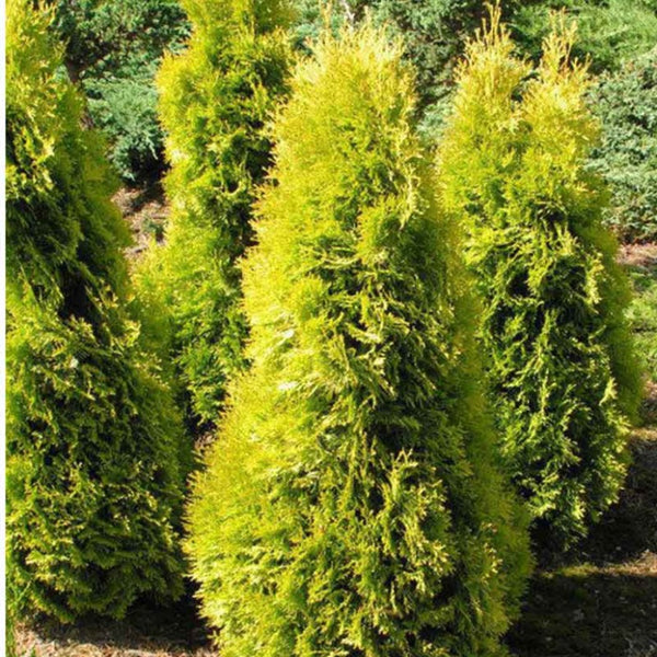 CEDAR AMBER GOLD