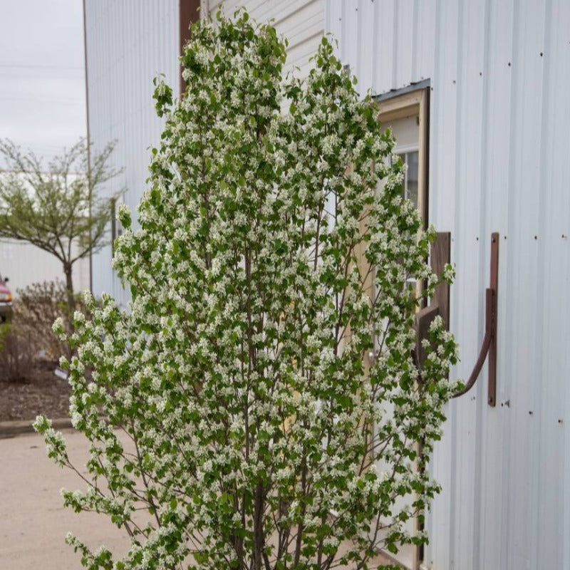 SERVICEBERRY OBELISK