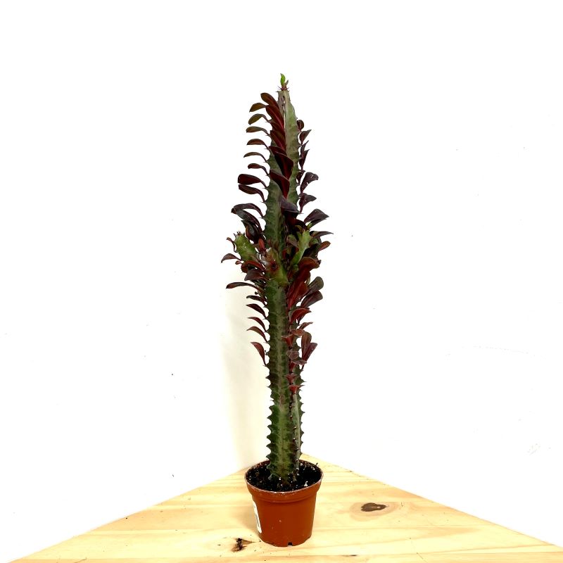 EUPHORBIA TRIGONA