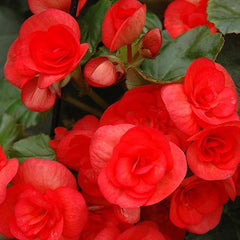 Begonia Reiger - Red