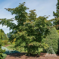 MAPLE ARCTIC JADE