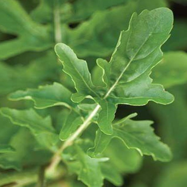 Arugula