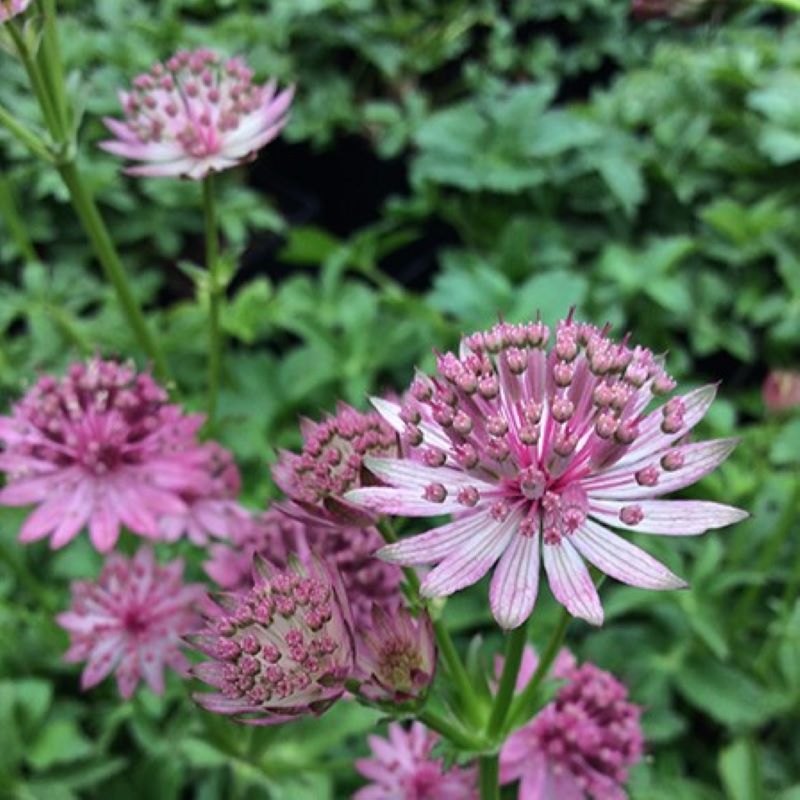 ASTRANTIA MAJOR ROMA
