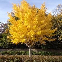 GINKGO AUTUMN GOLD